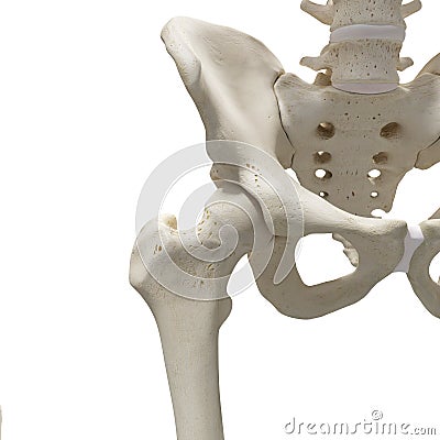 The hip joint Stock Photo