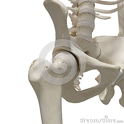 The hip joint Stock Photo