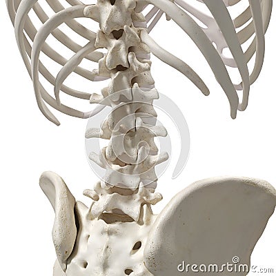 The lumbar spine Stock Photo