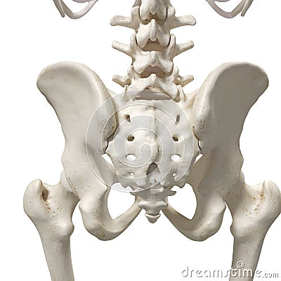 The sacrum Stock Photo