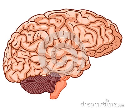 Medically accurate illustration of the brain Vector Illustration