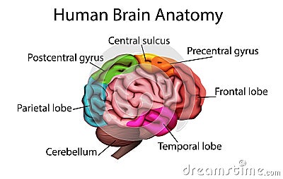 Medically accurate illustration of the brain, anatomical structure vector Vector Illustration