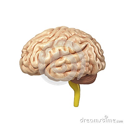 Medically accurate illustration of the brain 3d render Cartoon Illustration