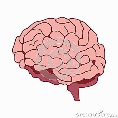 Medically accurate illustration of the brain design vector Vector Illustration