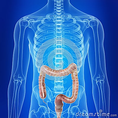 the human colon Cartoon Illustration