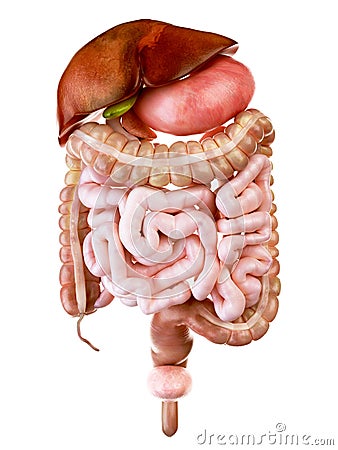 The human digestive system Cartoon Illustration