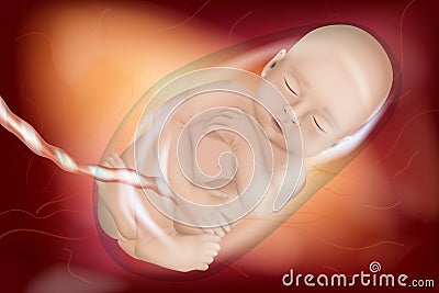 Medically Accurate illustration of a Human Fetus. Baby in the womb of a pregnant mother. Front view. Vector Illustration