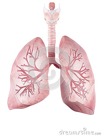 The human lung and bronchi Cartoon Illustration