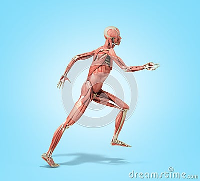 Medically accurate illustration of a human muscle system run pose 3d rendered on blue gradient Cartoon Illustration