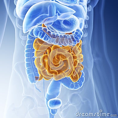 The small intestine Cartoon Illustration