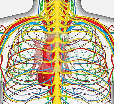 Medically accurate vector illustration of human back chest, includes nervous system, veins, arteries, heart, etc. Vector Illustration