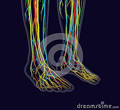 Medically accurate vector illustration of human feet, includes nervous system, veins, arteries, etc Vector Illustration