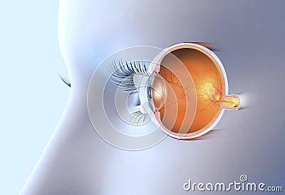 Human eye anatomy, medically 3D illustration Cartoon Illustration