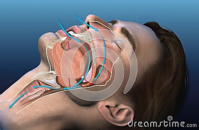 Snoring, medically 3D illustration Cartoon Illustration