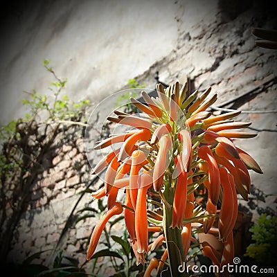 This is the most beautiful aloe vera chinensis flower Stock Photo