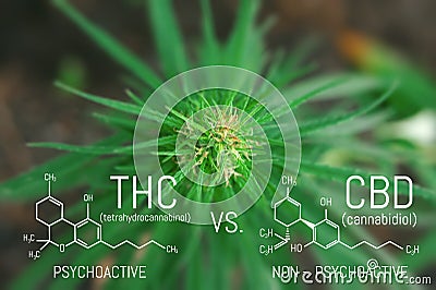 Medicinal cannabis with extract oil. Molecular structure medical chemistry formula hemp CBD - THC Stock Photo