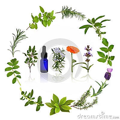 Medicinal and Culinary Herbs Stock Photo