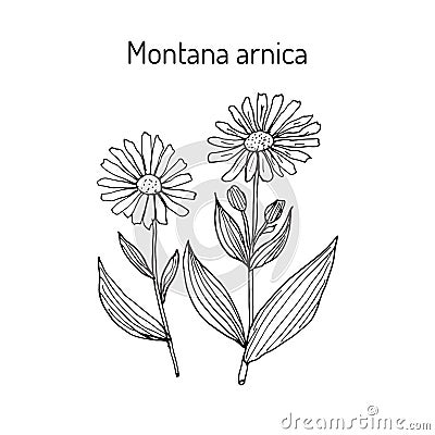 Medicinal herb arnica montana Vector Illustration