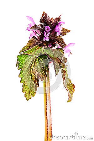 Medicinal herb Purple dead-nettle Lamium purpureum isolated on white background Stock Photo