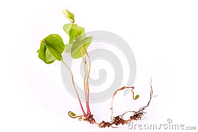 Medicinal Herb Wood Sorrel Oxalis acetosella, Shamrock Stock Photo