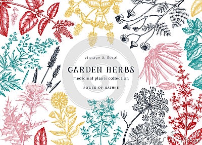 Medicinal herbs background. Hand sketched summer florals, herbs, weeds and meadows design. Vintage plants illustration. Botanical Vector Illustration