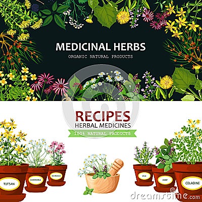 Medicinal Herbs Banners Vector Illustration