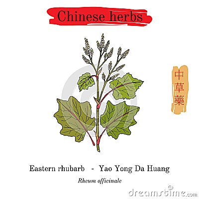 Medicinal herbs of China. Eastern rhubarb Rheum officinale Vector Illustration