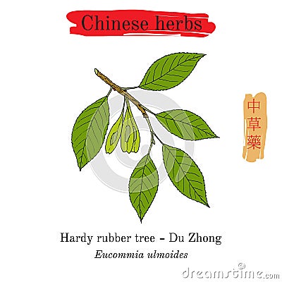 Medicinal herbs of China. Hardy rubber tree Vector Illustration