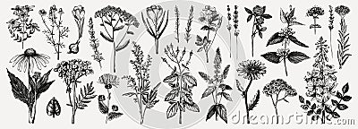 Medicinal herbs collection. Vector set of hand drawn summer florals, herbs, weeds and meadows. Vintage plants with insects Vector Illustration