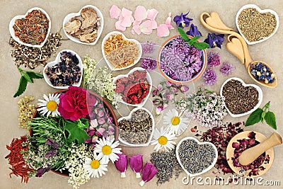 Medicinal Herbs and Flowers Stock Photo