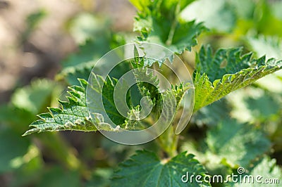 Medicinal herbs or food herbs. Young nettle or common nettle. Perennial flowering plant Stock Photo