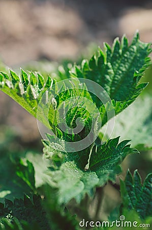 Medicinal herbs or food herbs. Young nettle or common nettle. Perennial flowering plant Stock Photo