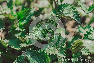 Medicinal herbs or food herbs. Young nettle or common nettle. Perennial flowering plant Stock Photo