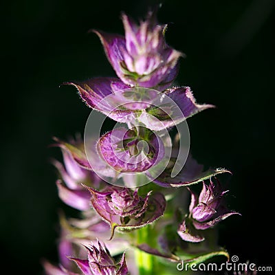 Medicinal herbs: Sage shrub with green leaves and purple flowers grows in the garden next to the cherry tree Stock Photo