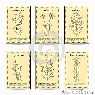 Medicinal herbs set. Vector Illustration