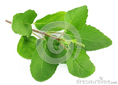 Medicinal holy basil Stock Photo