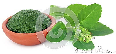 Medicinal holy basil with ground paste Stock Photo