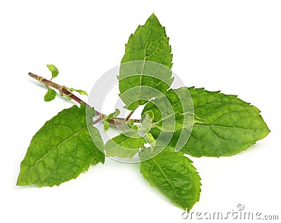 Medicinal holy basil or tulsi leaves Stock Photo