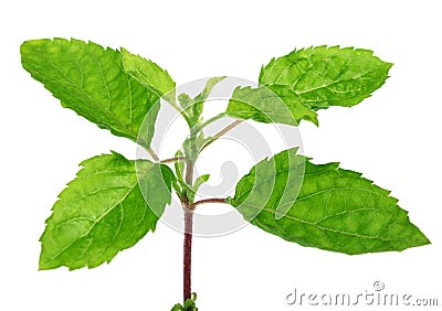 Medicinal holy basil or tulsi leaves Stock Photo