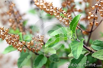 Medicinal holy basil Stock Photo