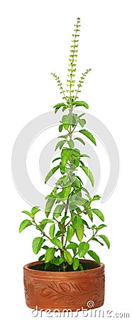 Medicinal holy basil or tulsi plant Stock Photo