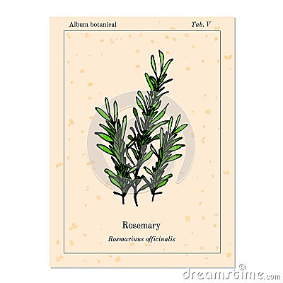 Medicinal and kitchen herb rosemary Vector Illustration