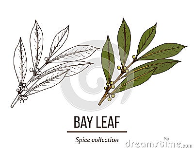 Medicinal and kitchen plant laurel Laurus nobilis Vector Illustration