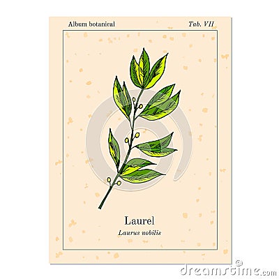 Medicinal and kitchen plant laurel, Vector Illustration