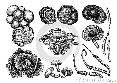 Medicinal mushrooms illustration collection. Adaptogenic plants sketches. Perfect for recipe, menu, label, icon, packaging, Hand Vector Illustration