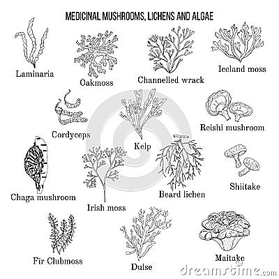 Medicinal mushrooms, lichens and seaweeds Vector Illustration