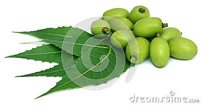 Medicinal neem leaves with fruit Stock Photo