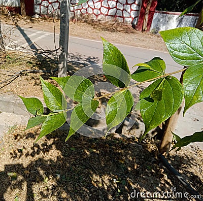 Medicinal parijat tree or Nyctanthes arbor tristis green leaves Stock Photo