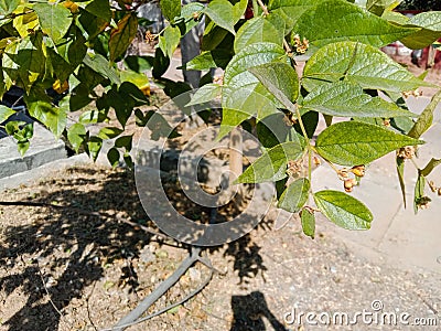 Medicinal parijat tree or Nyctanthes arbor tristis leaves Stock Photo