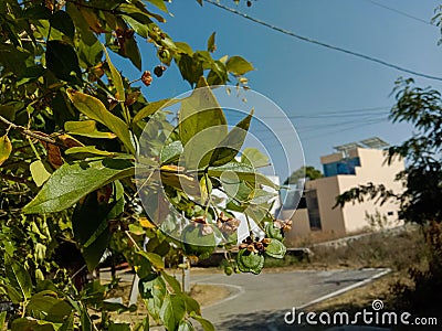 Medicinal parijat tree or Nyctanthes arbor tristis leaves branches and seed Stock Photo